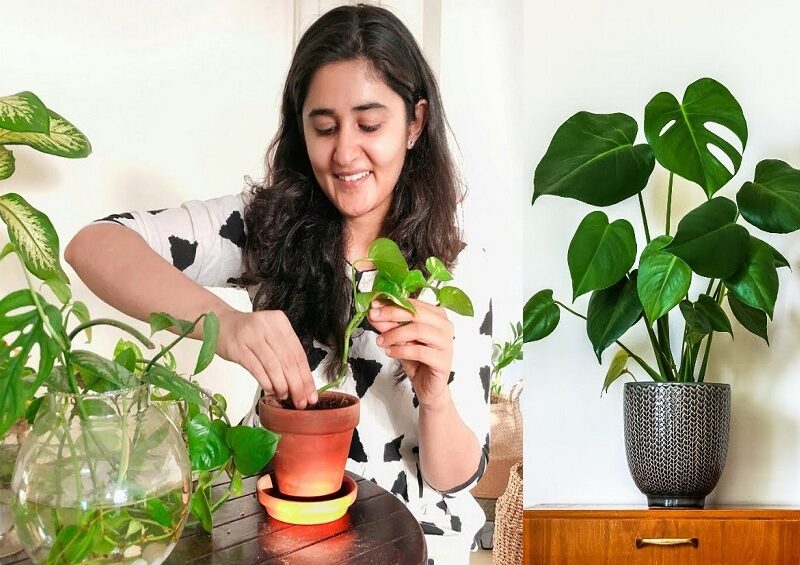 Top Eco-Friendly and Anti-Pollutant Houseplants