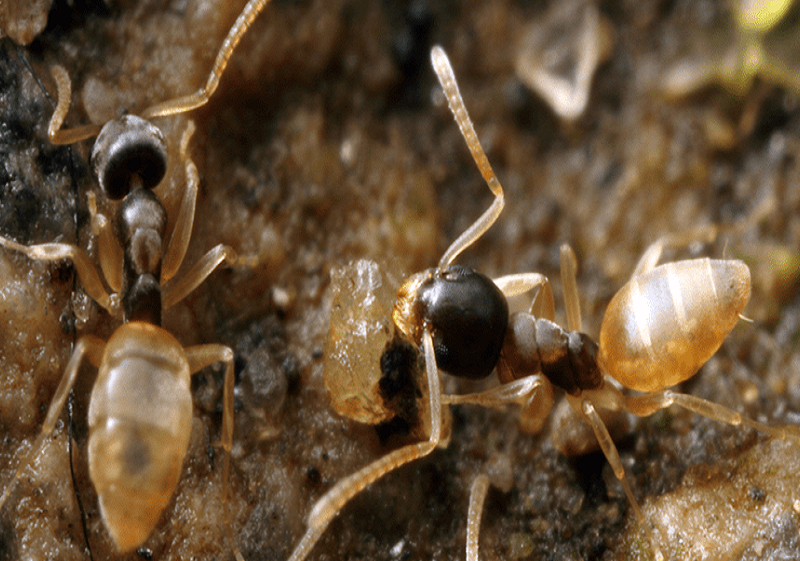 Identifying Termite Infestation and Controlling It