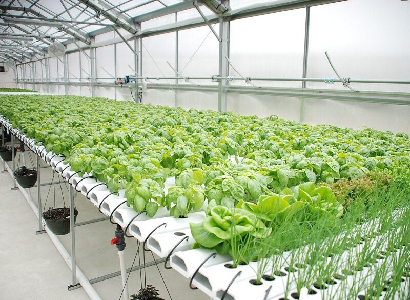 Vertical Hydroponics: What is it and How does it work?
