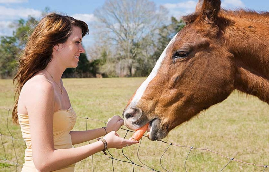Feeding Treats To Horses