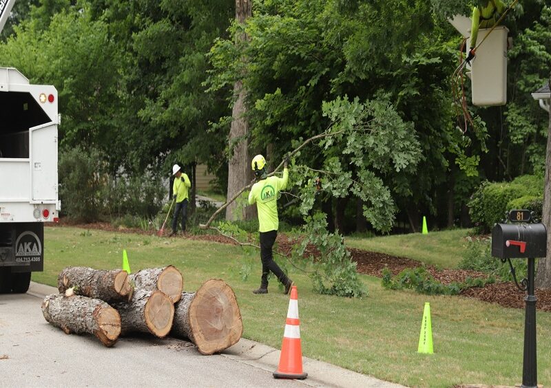Pointers for Choosing Tree Removal Services
