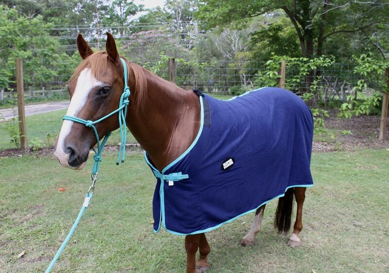 Are You Aware of The Incredible Uses of Horse Fleece Rug?