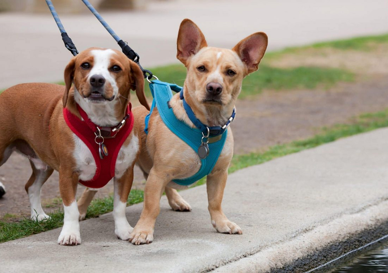 Safety Tips For Using Dog Harnesses: How To Prevent Escapes And Ensure Secure Walks