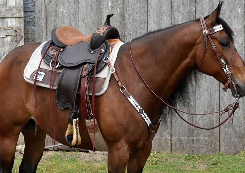 How To Choose The Correct Saddle Pad For Your Horse’s Needs